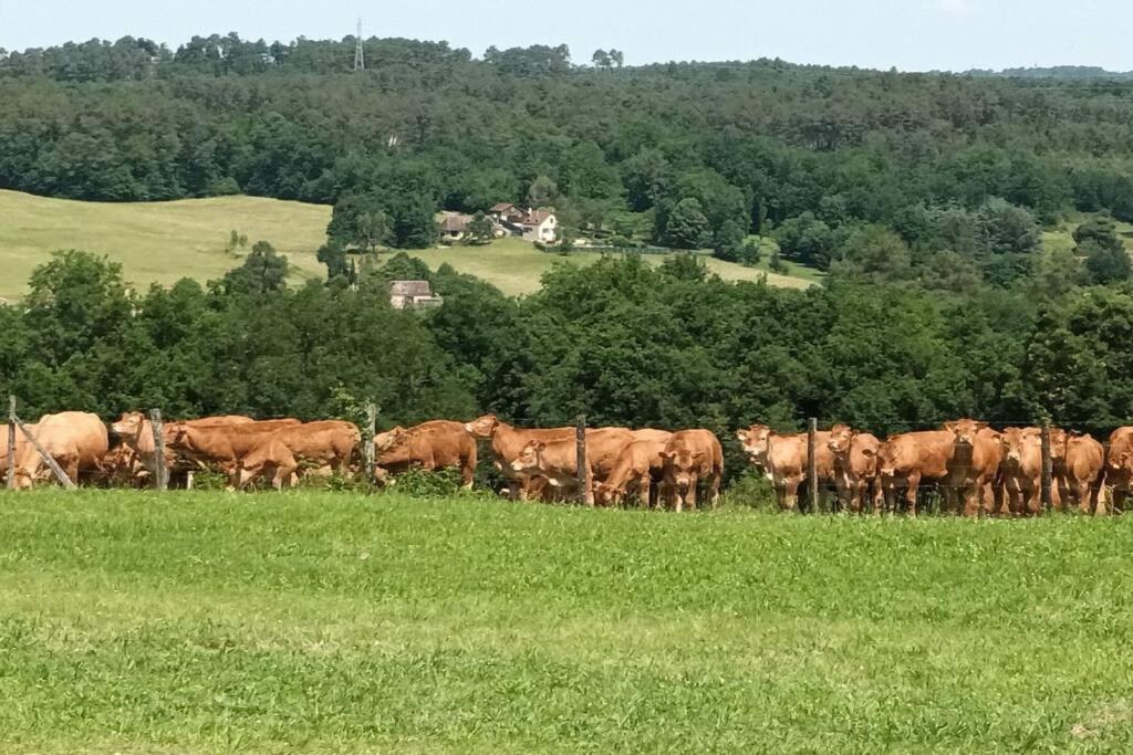 Gite Aux Vieux Bois Lunas  エクステリア 写真